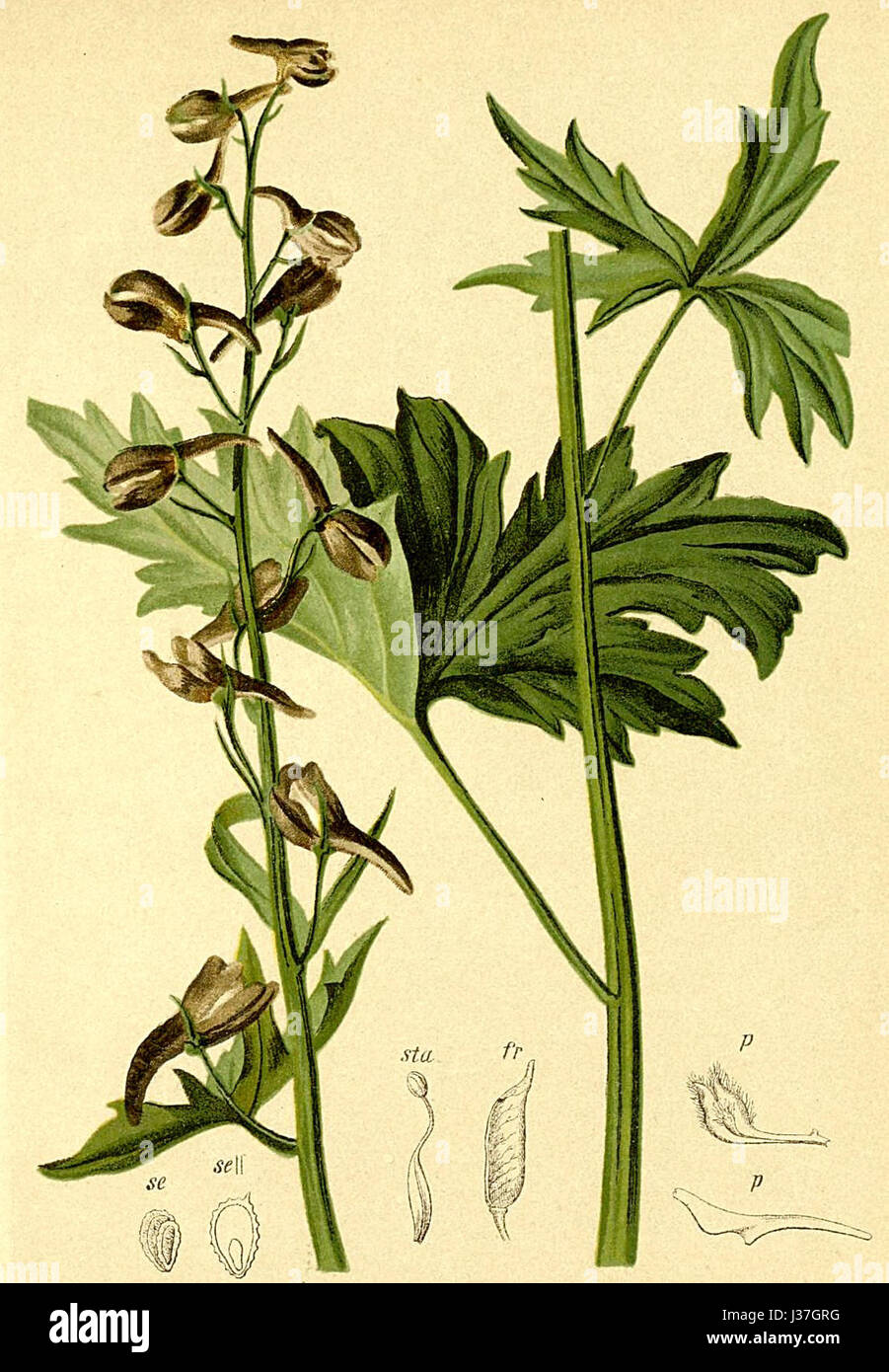Delphinium elatum Atlas Alpenflora Stock Photo