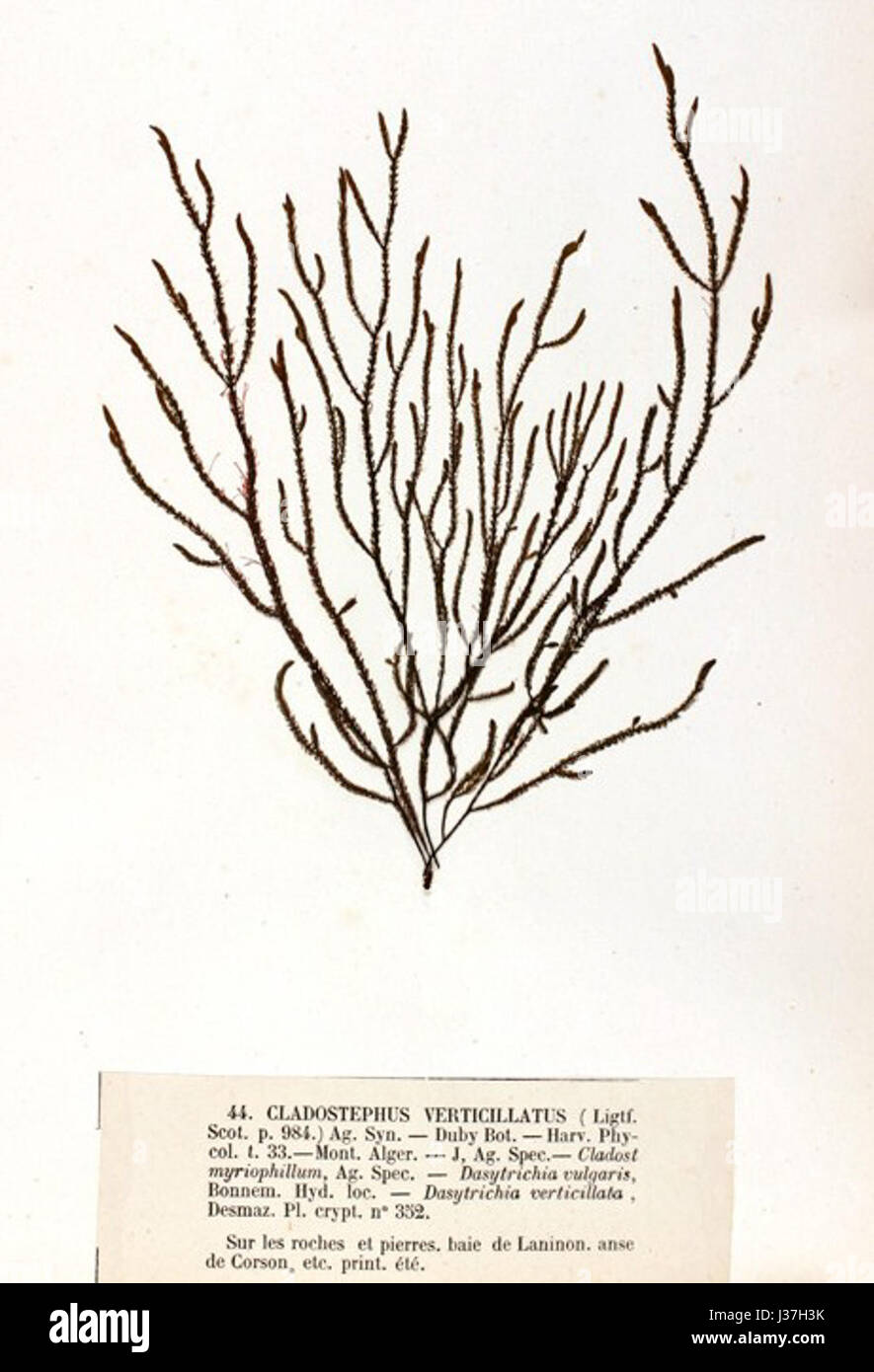 Cladostephus verticillatus Crouan (2) Stock Photo