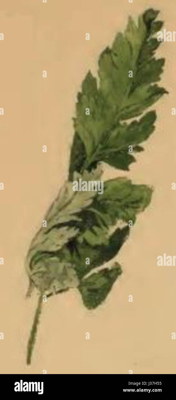Depressaria albipunctella a leaf of Anthriscus sylvestris folded by larva Stock Photo