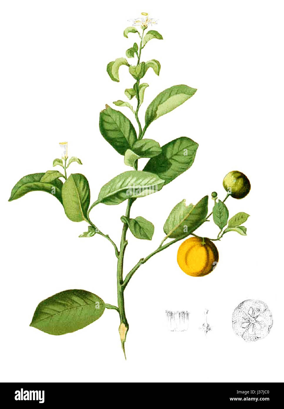 Citrus madurensis Blanco1.185 cropped Stock Photo