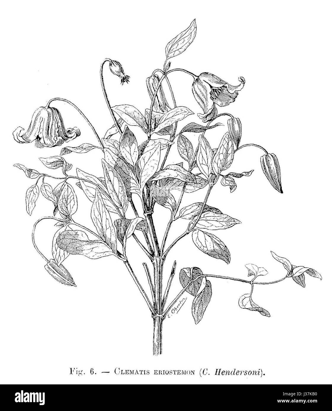 Clematis eriostemon (dessin) Stock Photo