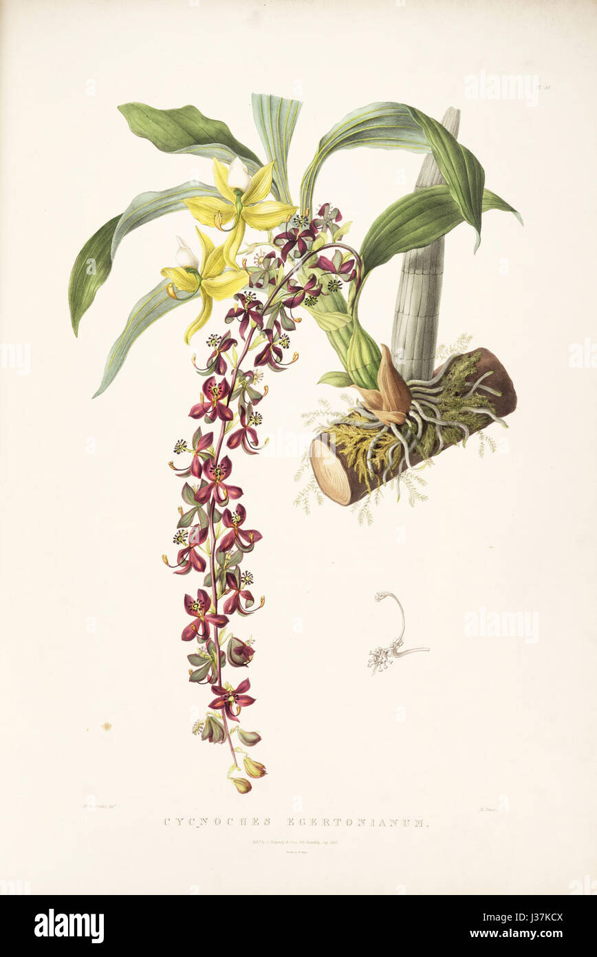 Cycnoches egertonianum   Bateman Orch. Mex. Guat. pl. 40 (1842) Stock Photo