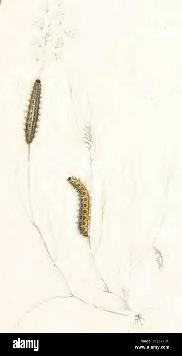 Coscinia cribraria larva Stock Photo