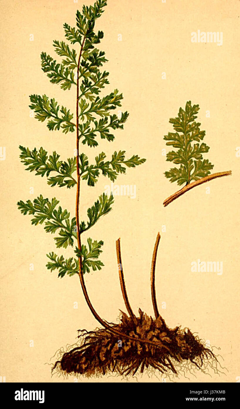 Alpine Fern Alpine ferns hi-res stock photography and images - Alamy