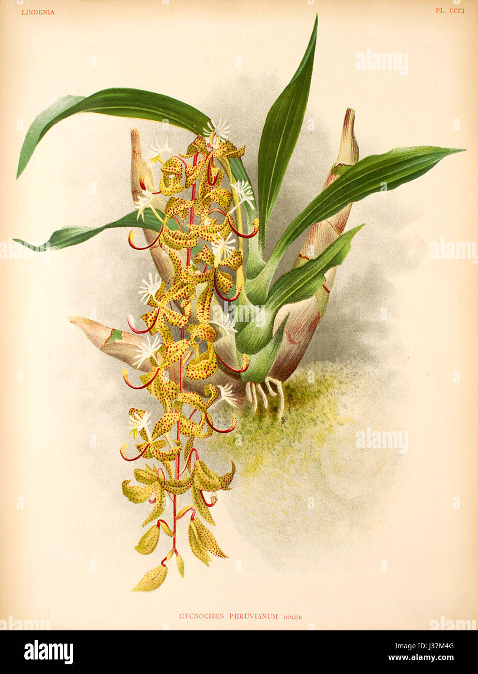 Cycnoches peruvianum   Lindenia Vol.7 plate 301 (1891 1892) Stock Photo