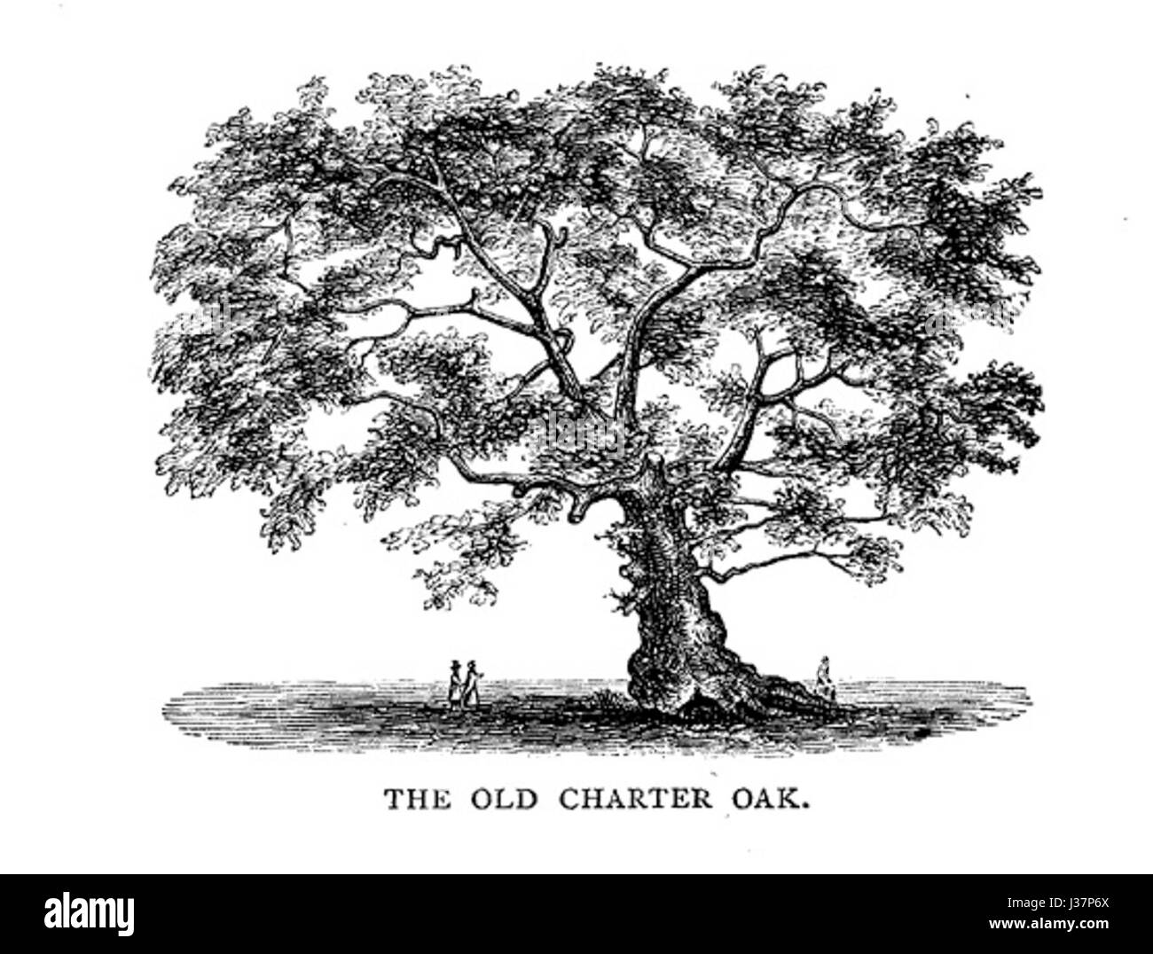 Charter Oak in Hartford CT Stock Photo Alamy
