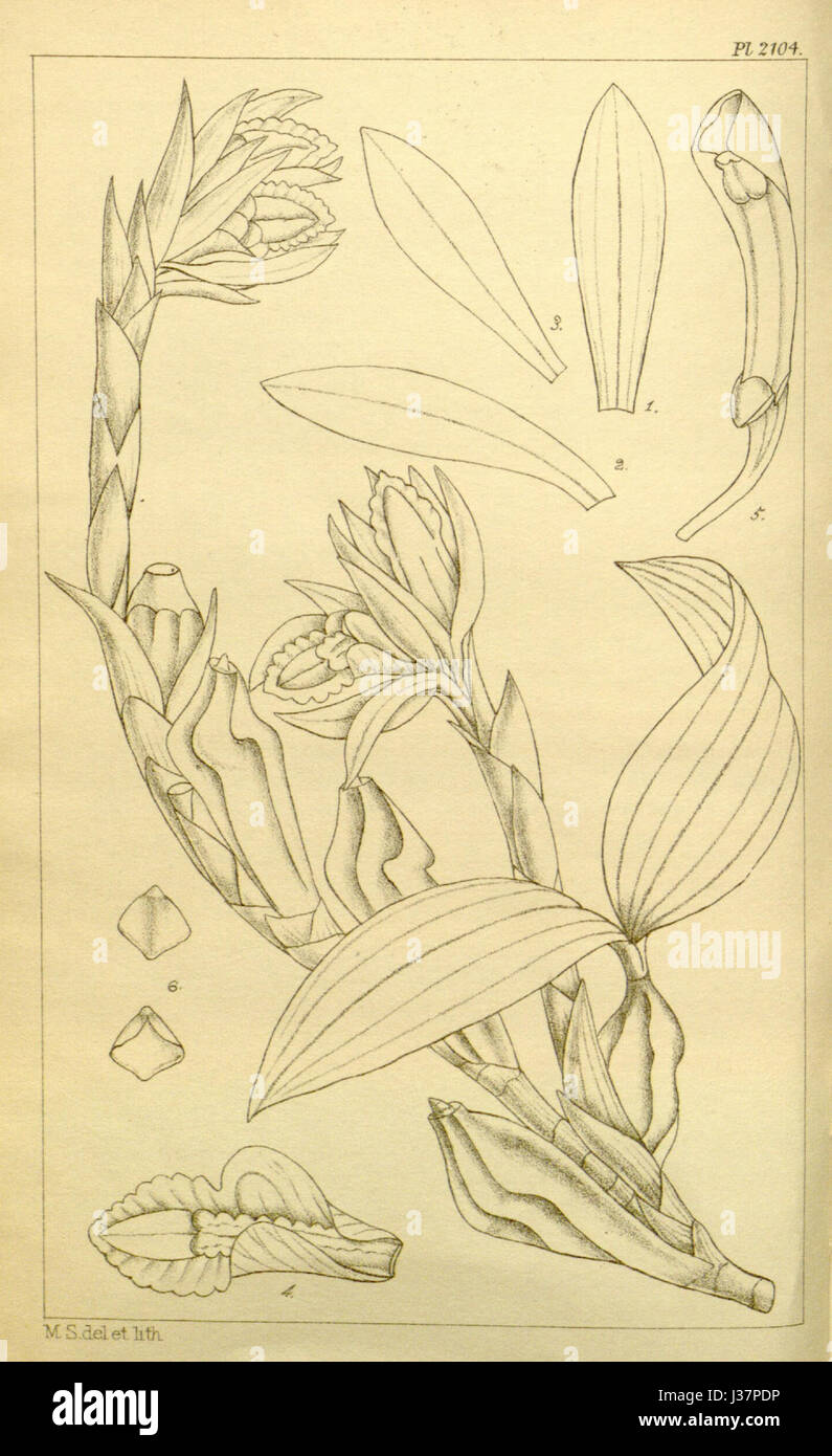 Coelogyne occultata   Hooker's Icones Plantarum vol. 22 pl. 2104 (1894) Stock Photo