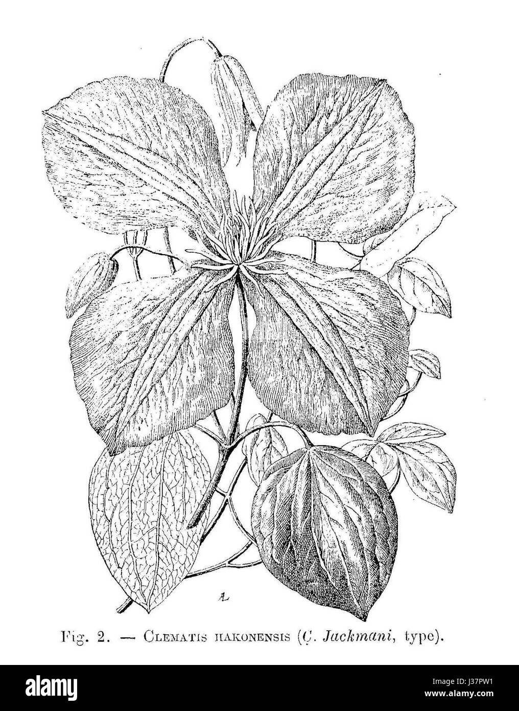 Clematis illustration Black and White Stock Photos & Images - Alamy