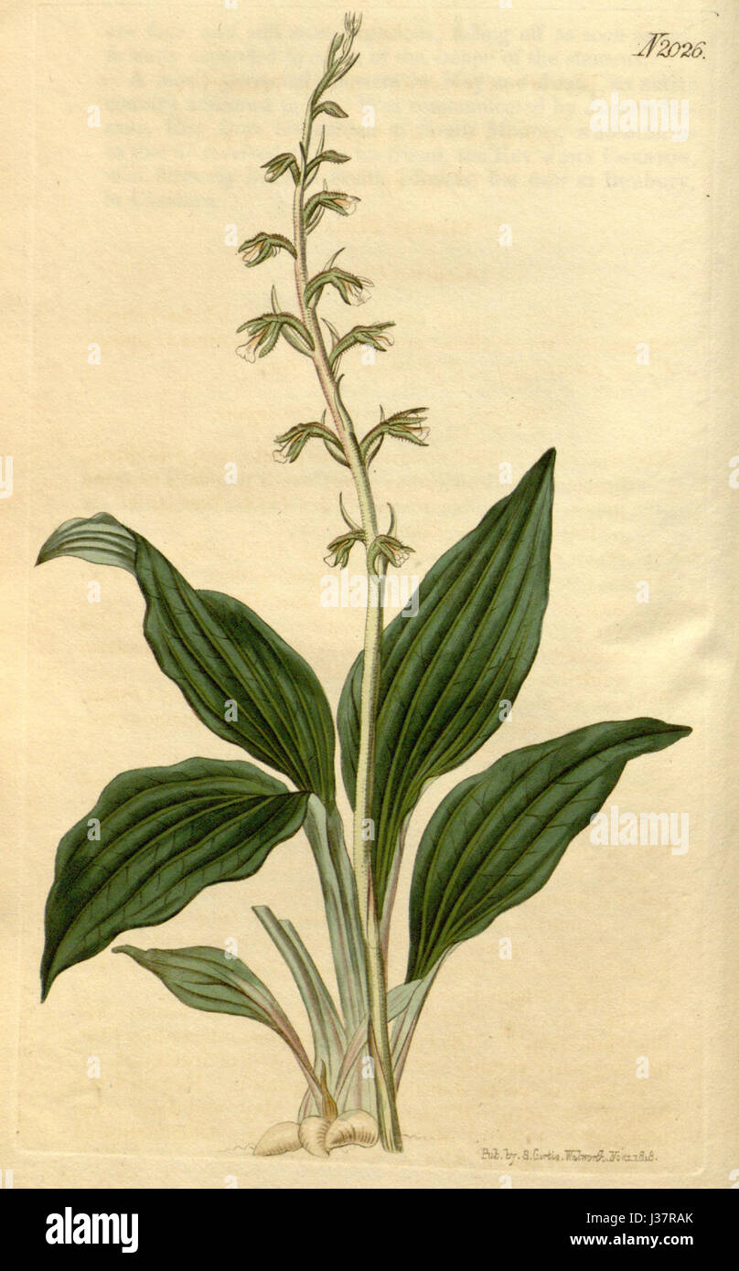 Cyclopogon elatus (as Neottia elata)   Curtis' 46 pl. 2026 (1819) Stock Photo