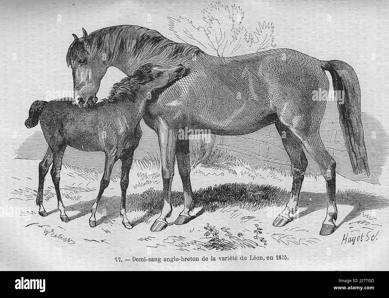 Cheval demi sang anglo breton (1825) Stock Photo