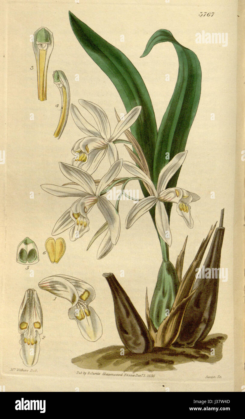 Coelogyne punctulata f. punctulata (as Coelogyne ocellata)   Curtis' 66 (N.S. 13) pl. 3767 (1840) Stock Photo