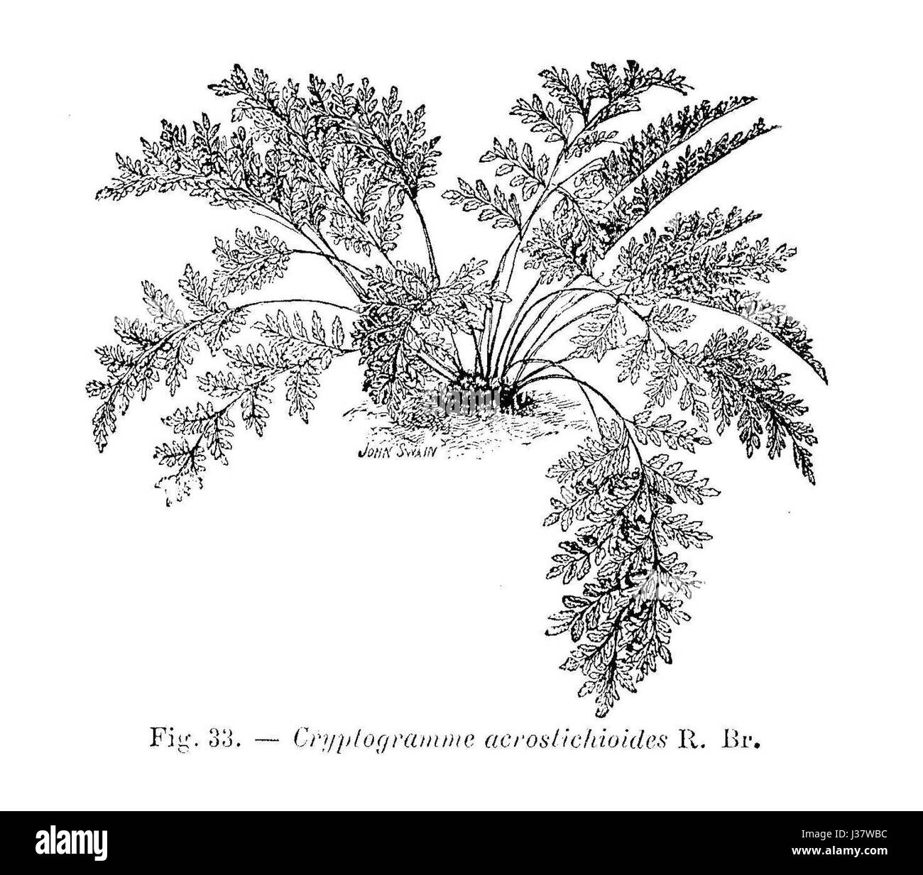 Cryptogramma acrostichoides (dessin) Stock Photo