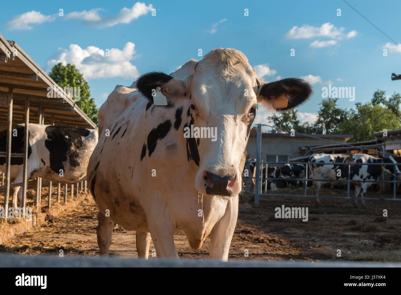Black and White Cow Standing in the Paddock in Farm Stock Photo - Alamy