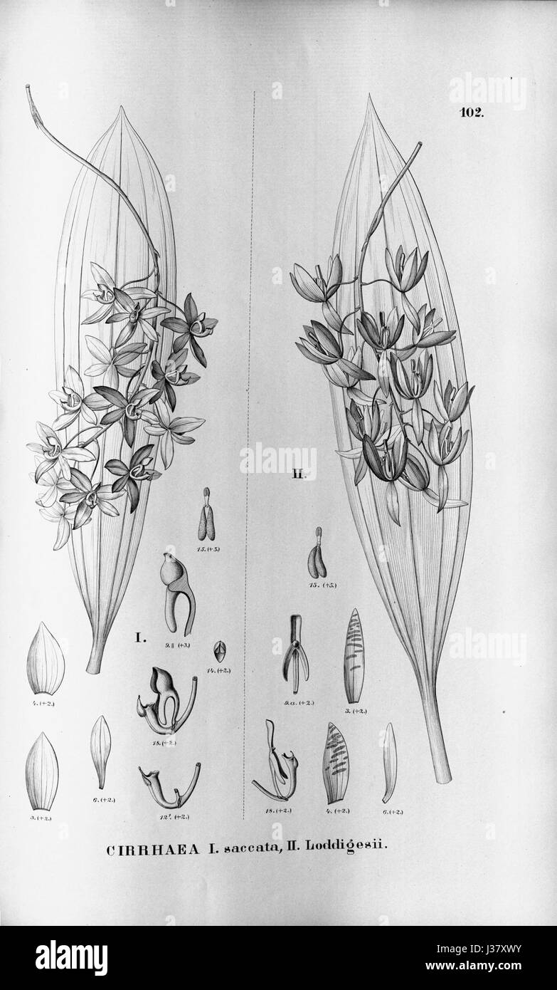 Cirrhaea fuscolutea (as Cirrhaea saccata)   Cirrhaea loddigesii  Fl.Br.3 5 102 Stock Photo