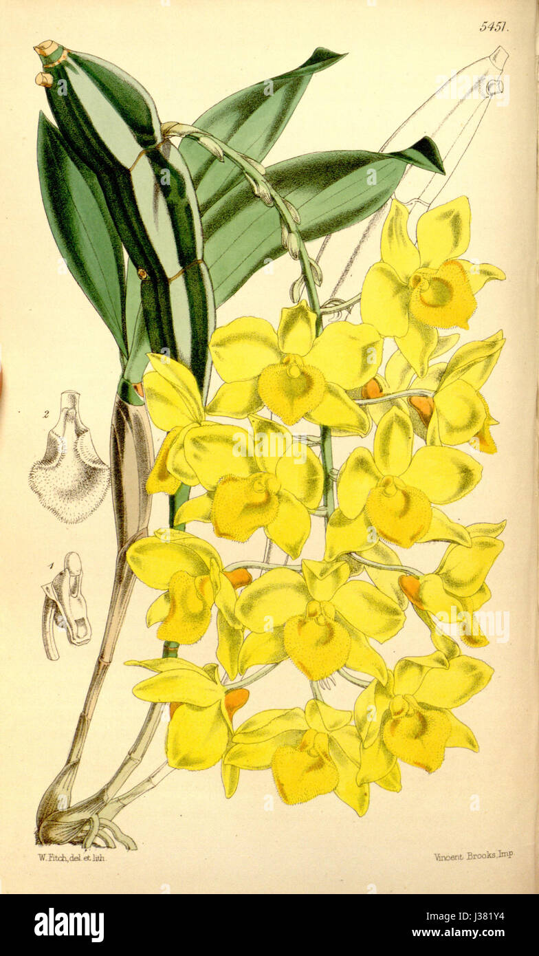 Dendrobium farmeri (as Dendrobium farmeri var. aureo flava   Curtis' 90 (Ser. 3 no. 20) pl. 5451 (1864) Stock Photo