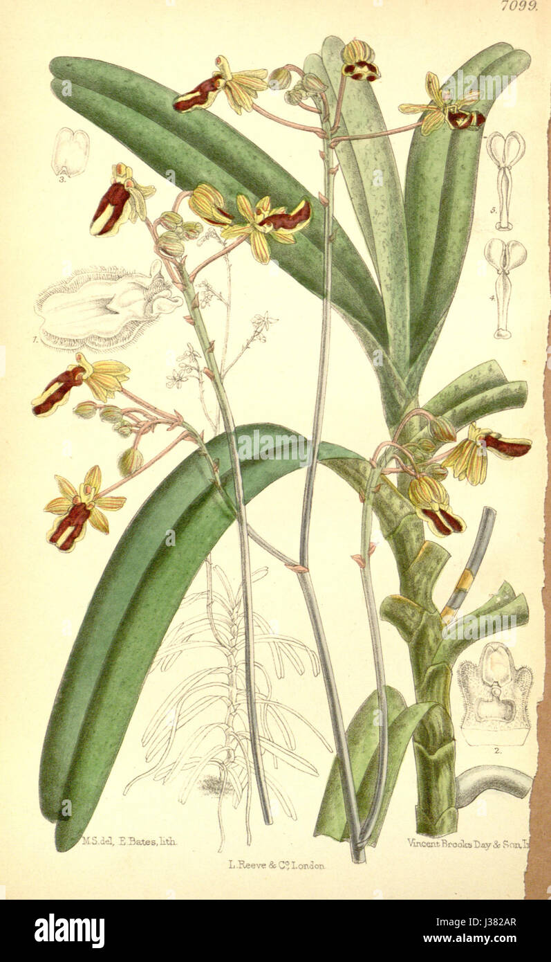 Cottonia peduncularis (as Cottonia macrostachya)   Curtis' 116 (Ser. 3 no. 46) pl. 7099 (1890) Stock Photo