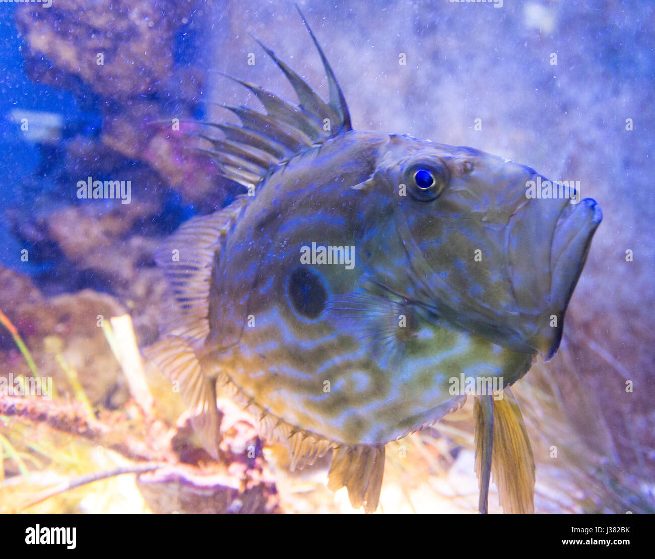 Close-up view of a marine fish Stock Photo - Alamy