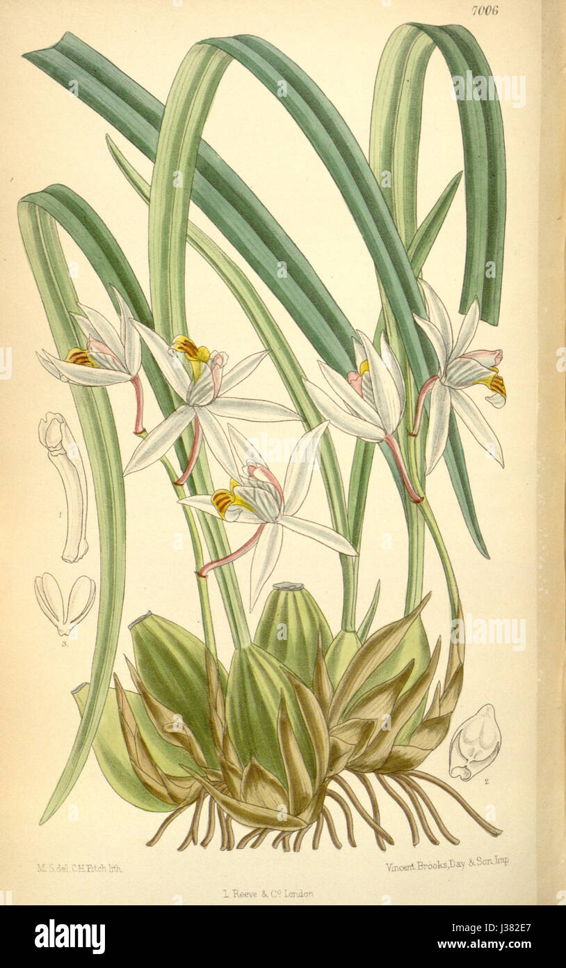 Coelogyne viscosa (as Coelogyne graminifolia)   Curtis' 114 (Ser. 3 no. 44) pl. 7006 (1888) Stock Photo