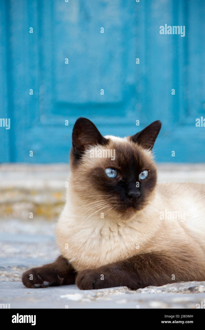 Siamese cat relaxing in front of a blue painted door. Stock Photo