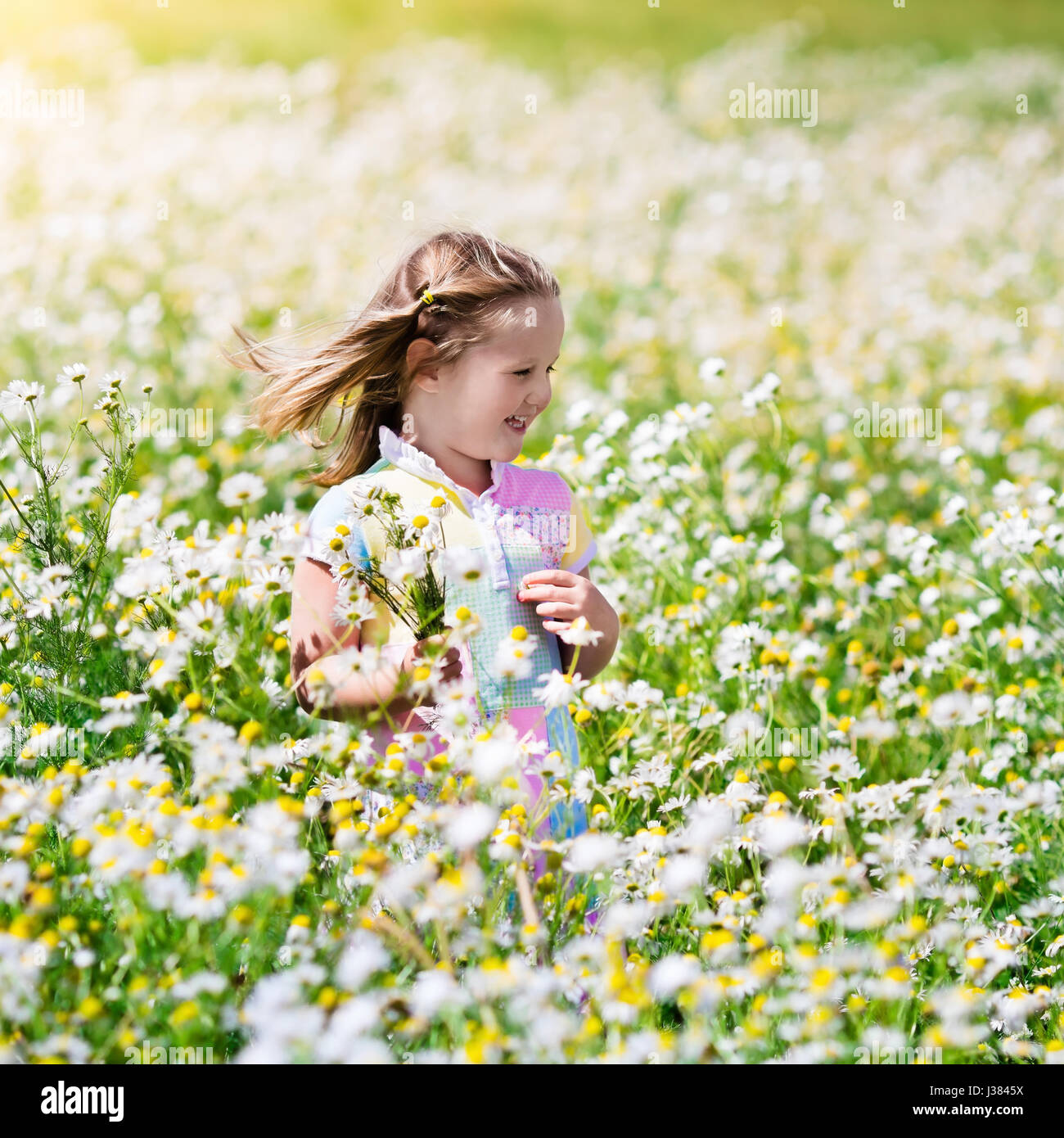 Child playing in daisy field. Girl picking fresh flowers in daisies