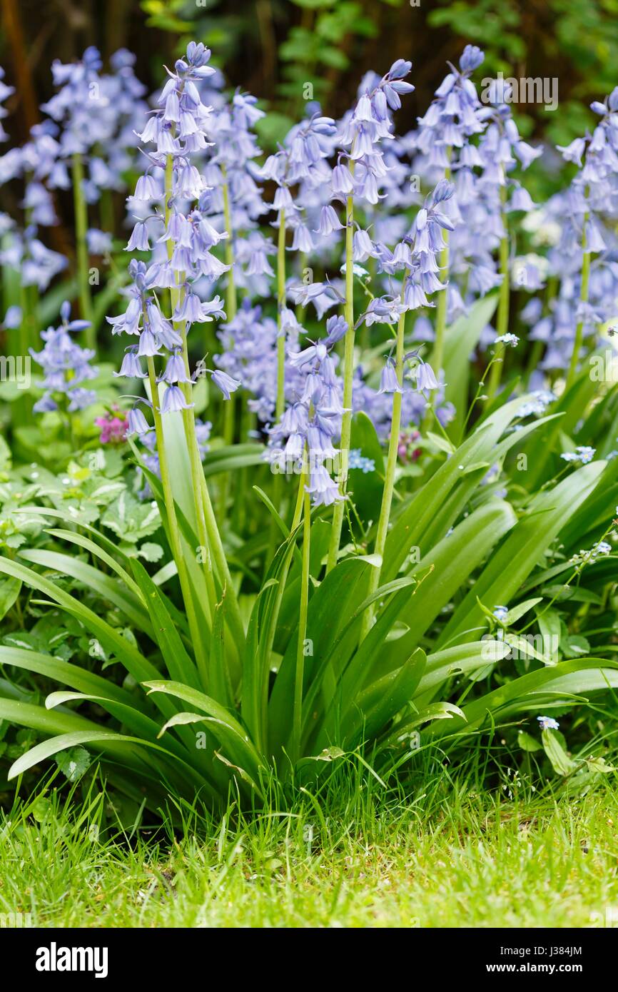Bluebells in a garden border flower bed Stock Photo