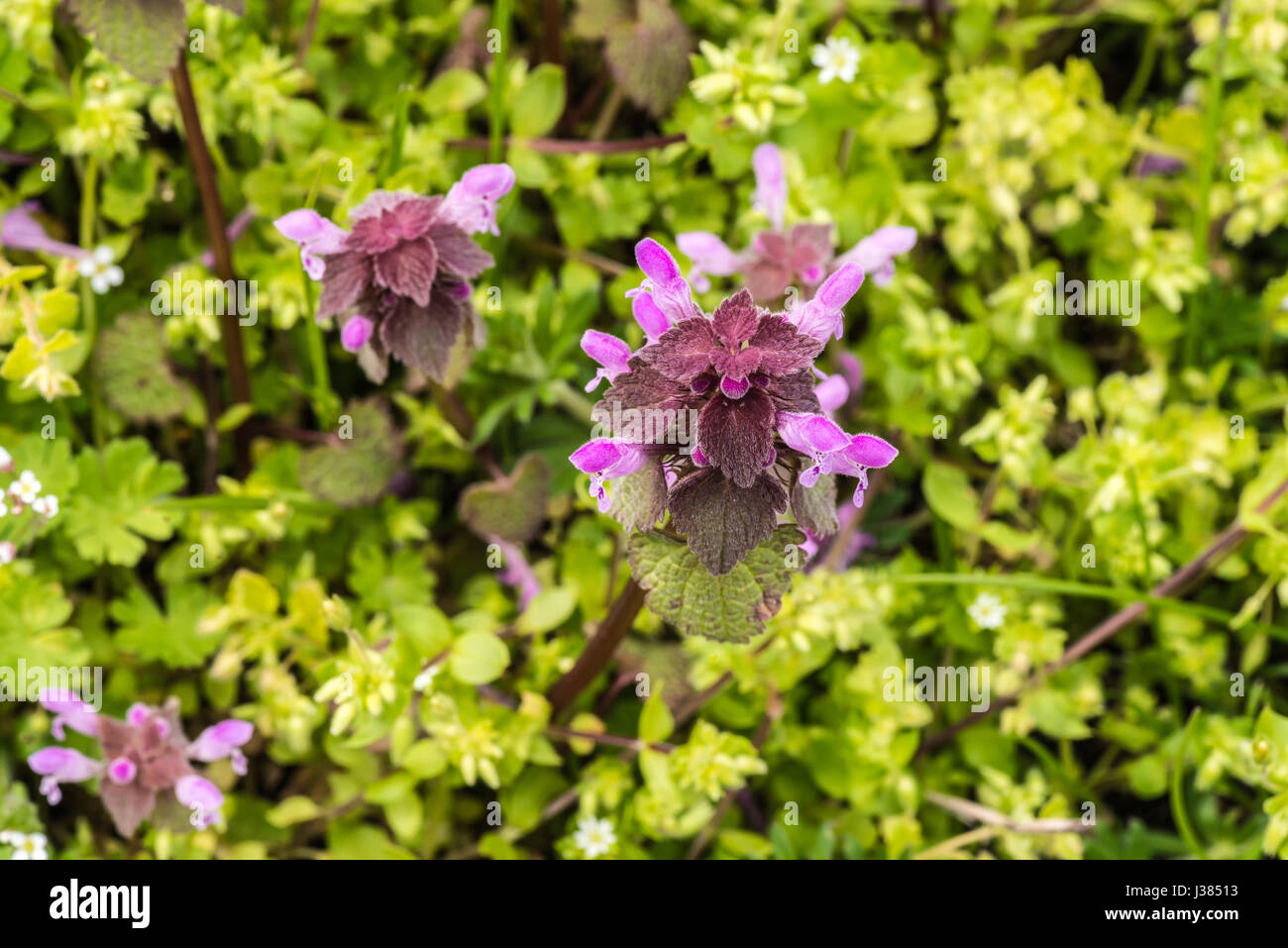 wild flowers of a large flowered selfheal Prunella grandiflora. Stock Photo