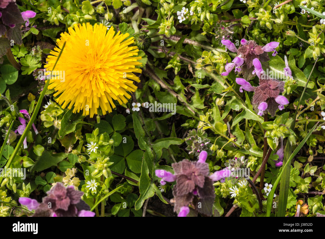 wild flowers of a large flowered selfheal Prunella grandiflora. Stock Photo