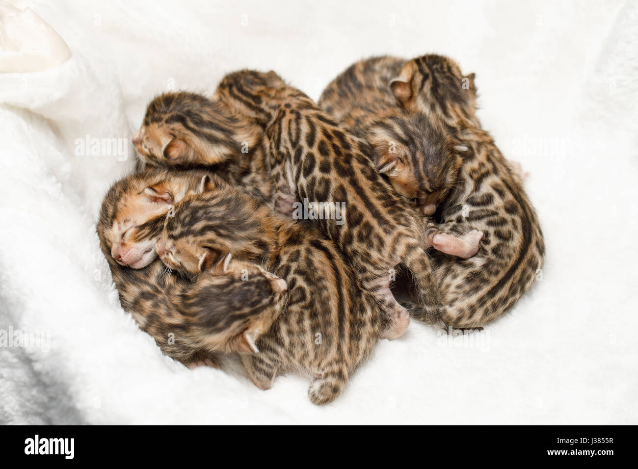 Bengal newborn kittens Stock Photo