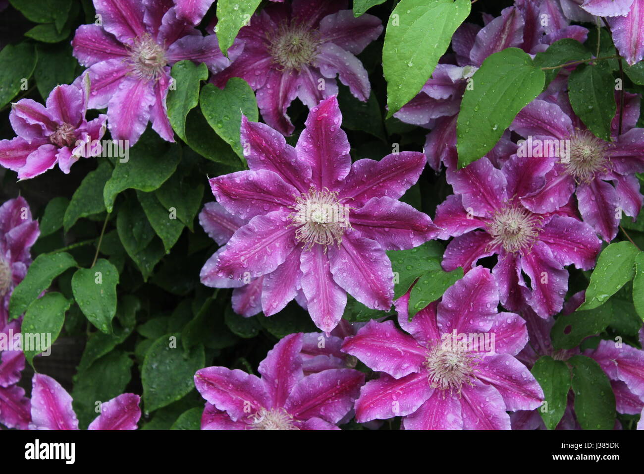 Clematis 'Dr Ruppel' climbing plant Stock Photo