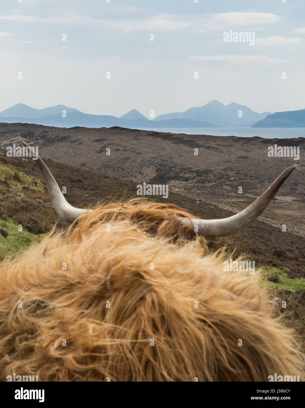 The Cuillins Cuillin range Isle of Skye seen through the horns of a Highland Cow near Applecross, Scottish Highlands Stock Photo