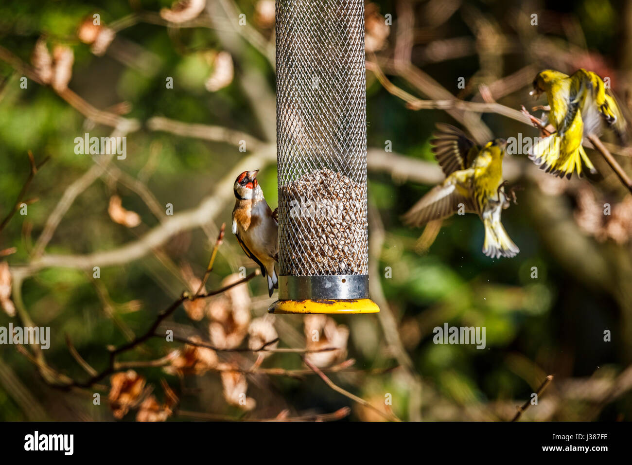 European goldfinch (Carduelis carduelis) feeds on sunflower hearts from a bird feeder as two Eurasian siskins (Carduelis spinus) fight, Surrey, UK Stock Photo
