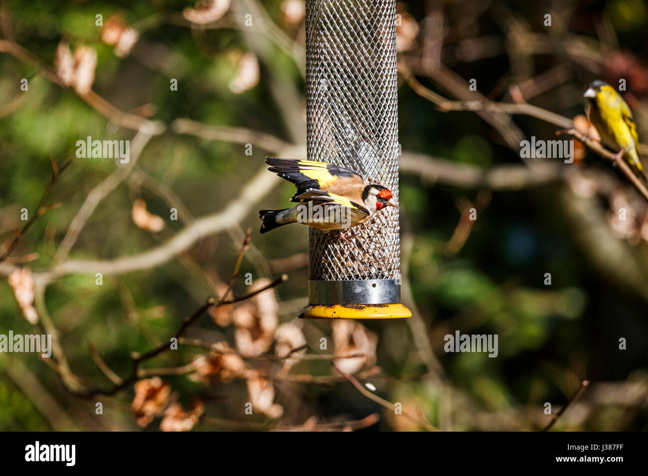 Small European goldfinch (Carduelis carduelis) feeding at a bird feeder shows its wings as a Eurasian siskin (Carduelis spinus) looks on, Surrey, UK Stock Photo