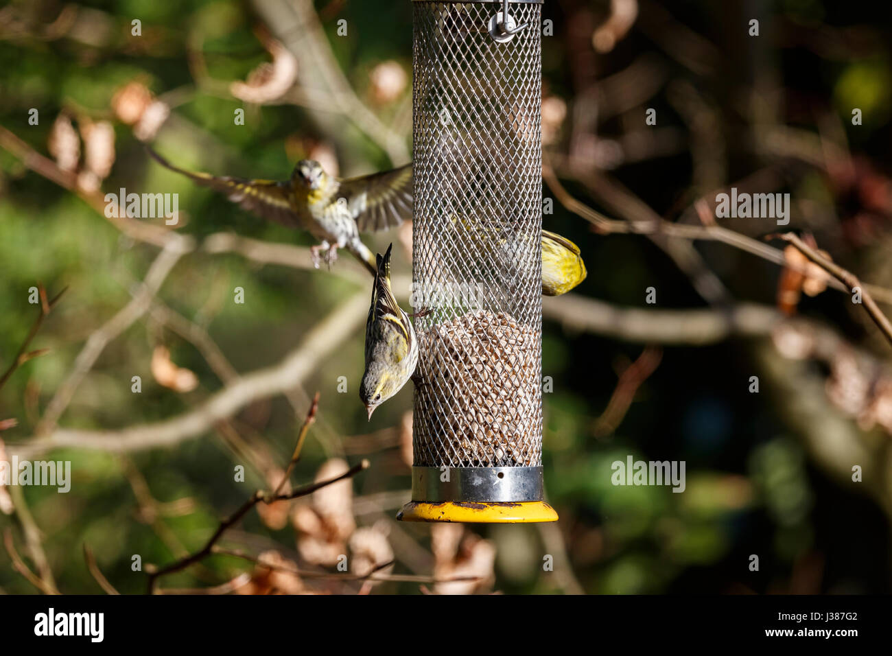 Eurasian siskins, Carduelis spinus, feeding from a sunflower hearts bird feeder in a garden in Surrey, south east England, in spring Stock Photo