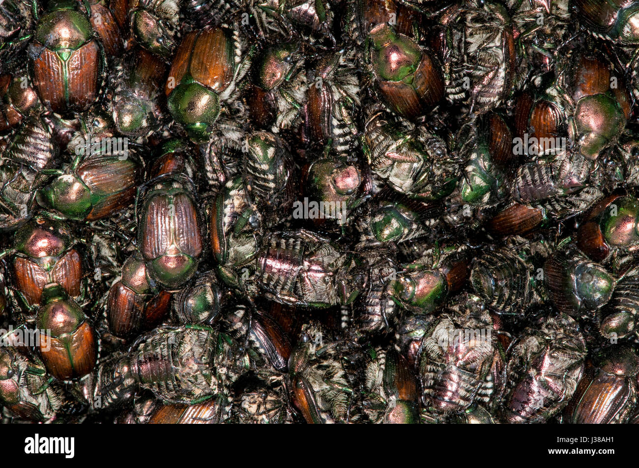 Japanese beetle trap popillia japonica hi-res stock photography and ...