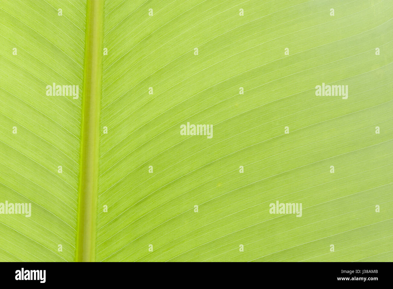 Texture background of backlight fresh green Leaf Stock Photo - Alamy