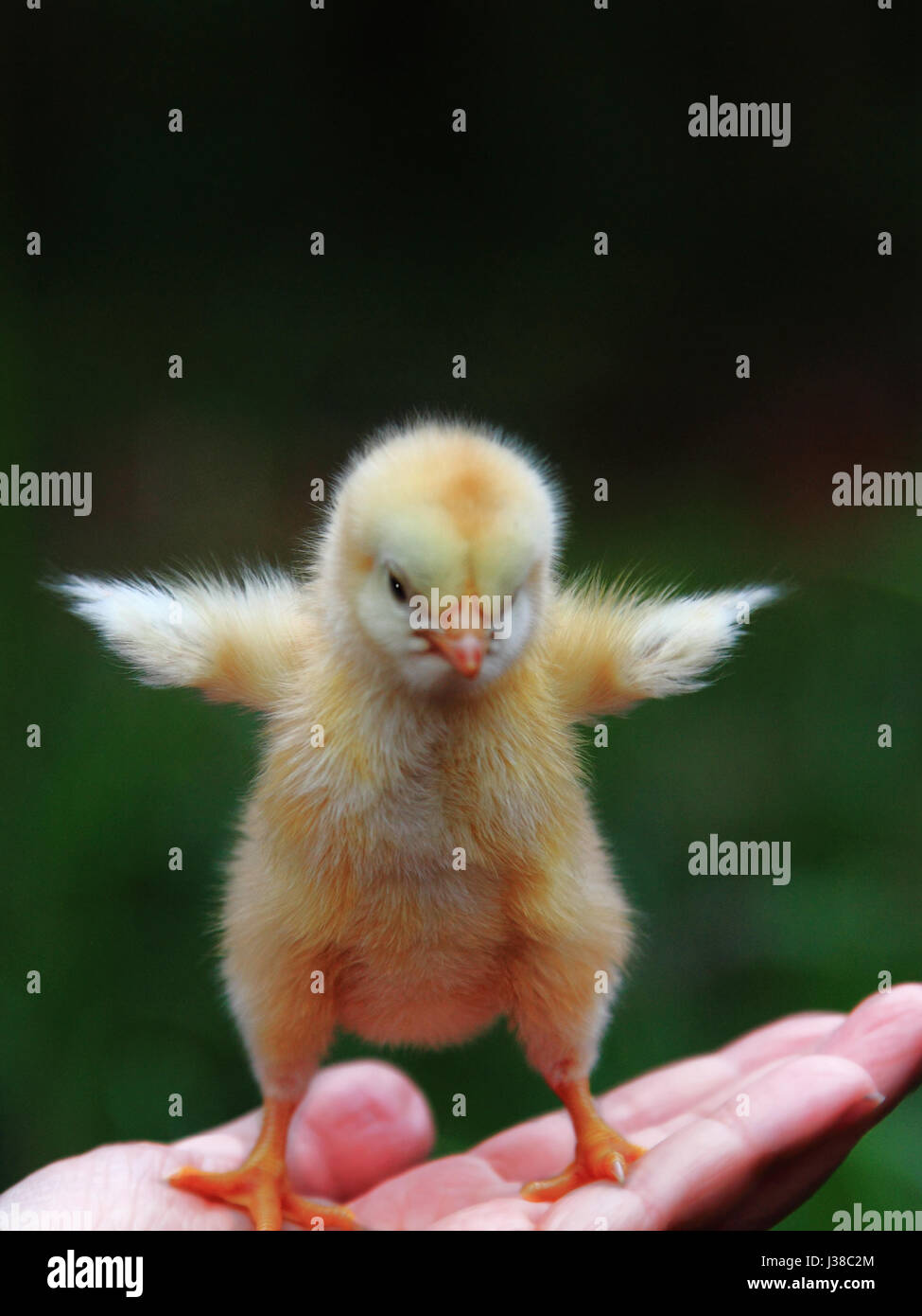 a baby chicken Stock Photo - Alamy