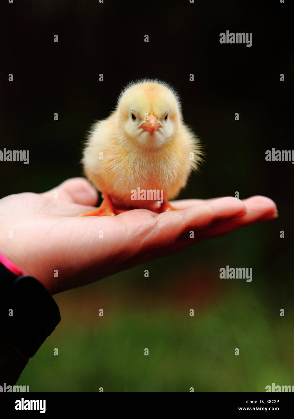 a baby chicken Stock Photo - Alamy