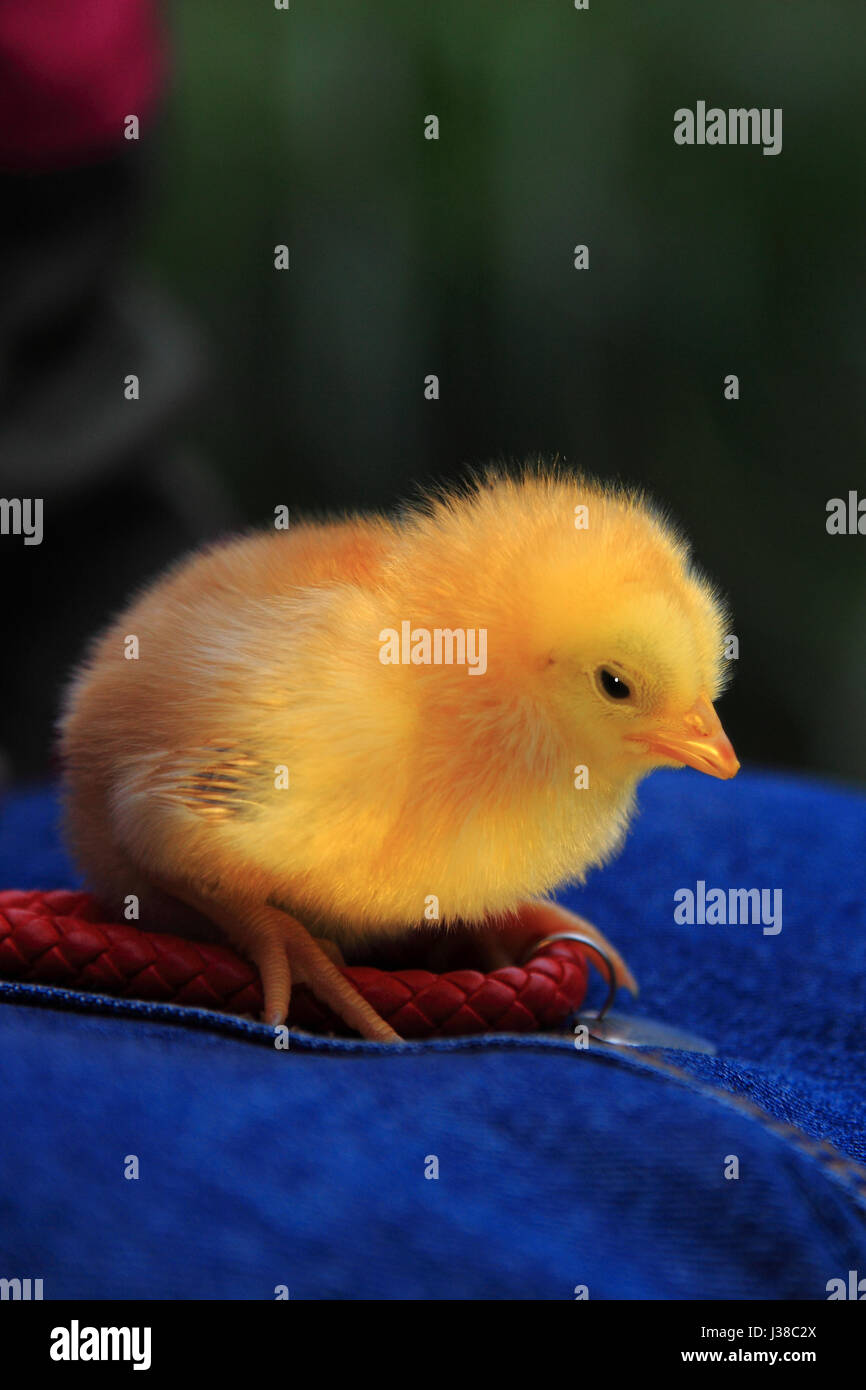 a baby chicken Stock Photo - Alamy