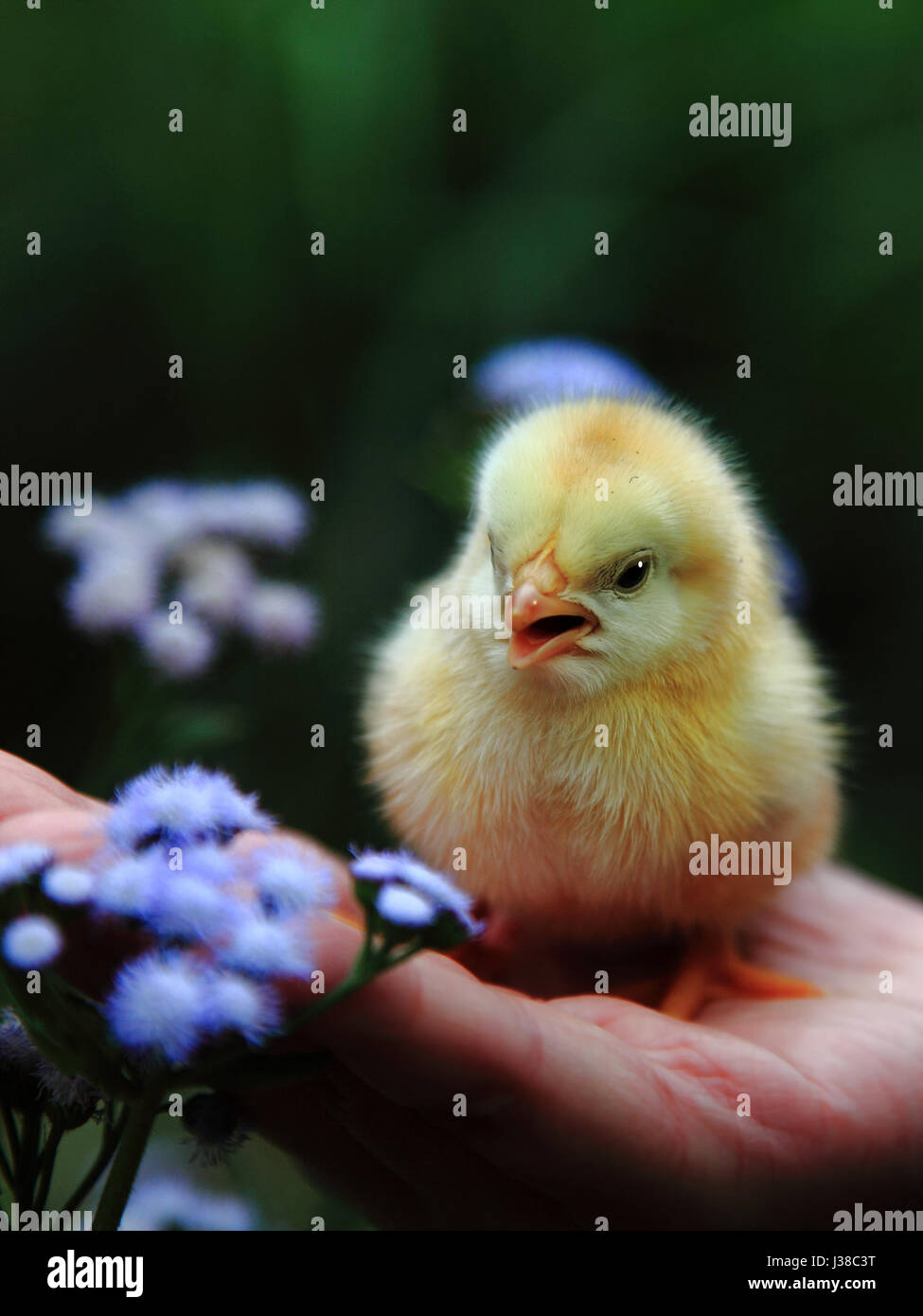 a baby chicken Stock Photo - Alamy