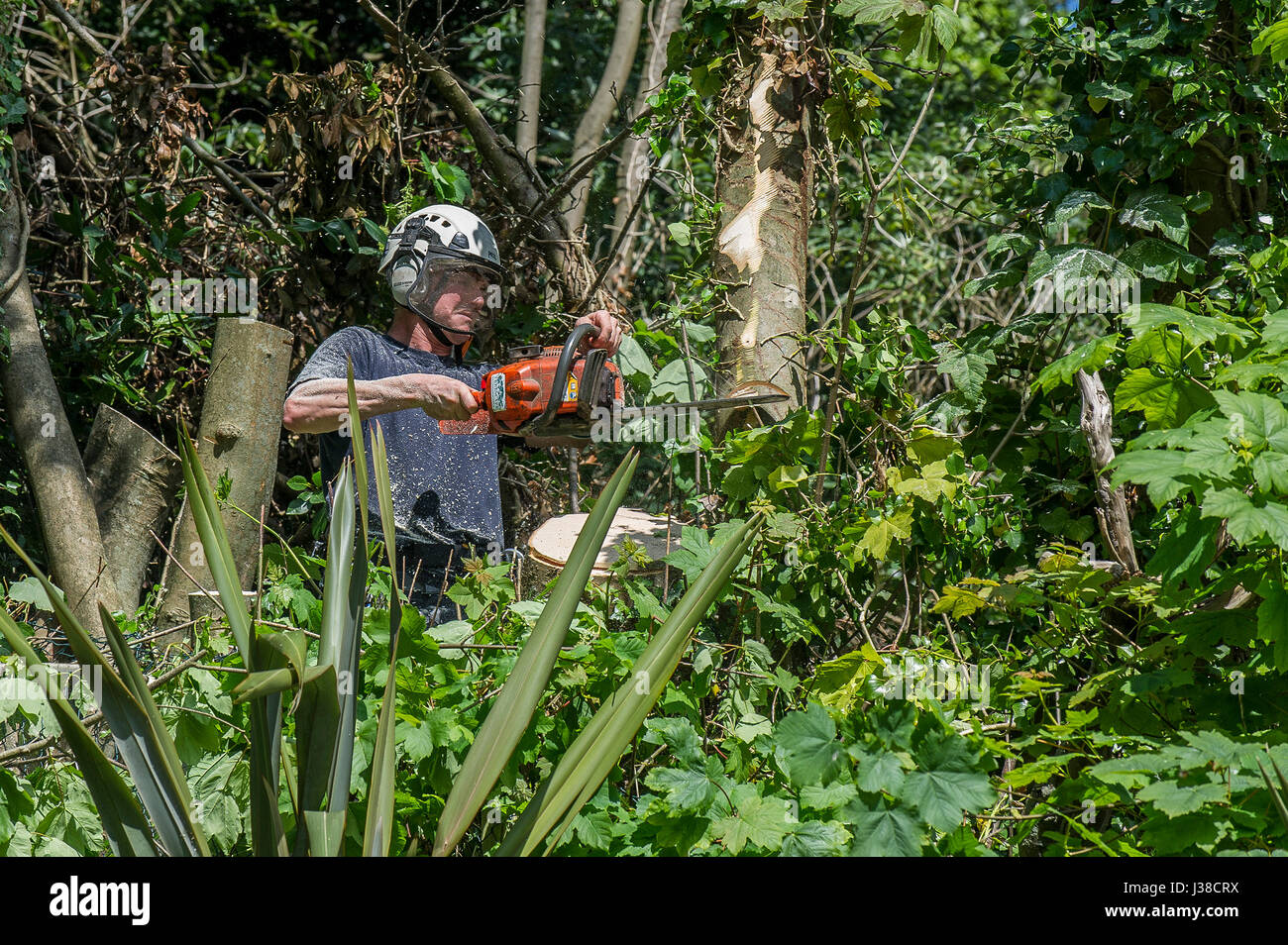 A tree surgeon lopping off branches of a sycamore tree Arboriculturist Climbing Safety harness Rope Ropes Roped Working at height Stock Photo