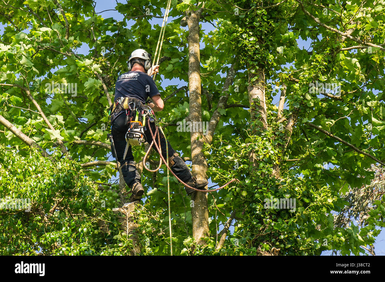 Arboriculturist Tree surgeon Climbing Tree Branches Foliage Rope Ropes Roped Safety harness Manual worker Protective workwear Equipment; Stock Photo