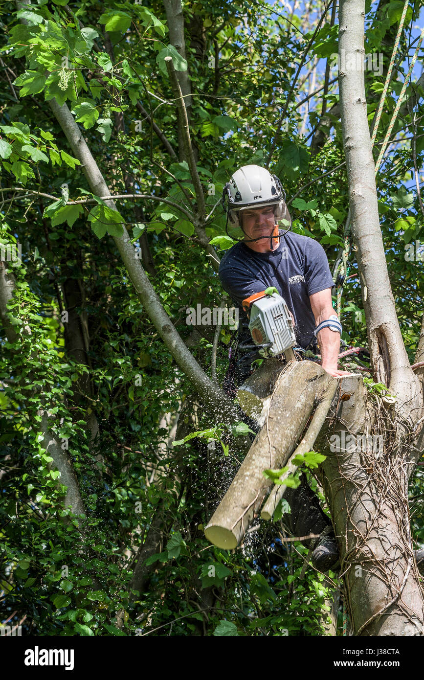 Tree surgeon cutting with a chainsaw; Arboriculturist; Arborist