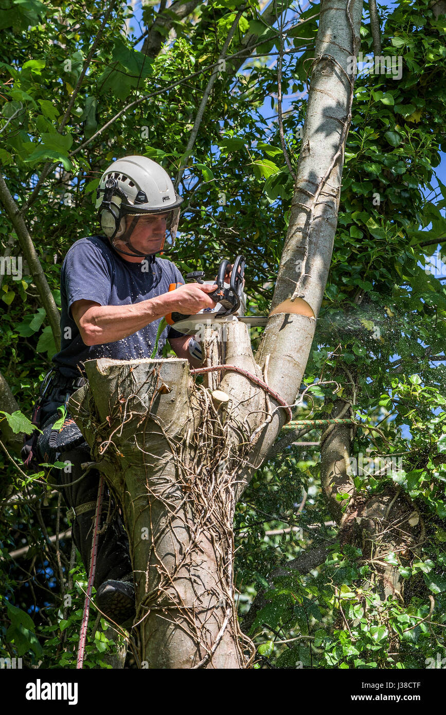 Arboriculturalist; Tree surgeon; Cutting with a chainsaw; Tree; Branch
