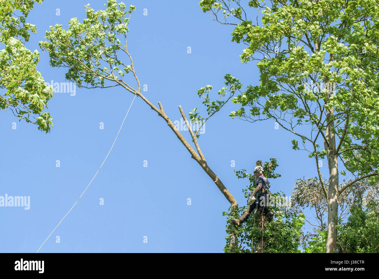 Tree surgeon Arboriculturist Climbing Tree Branches Foliage Rope Ropes Roped Arborist Safety harness Manual worker Protective workwear Stock Photo