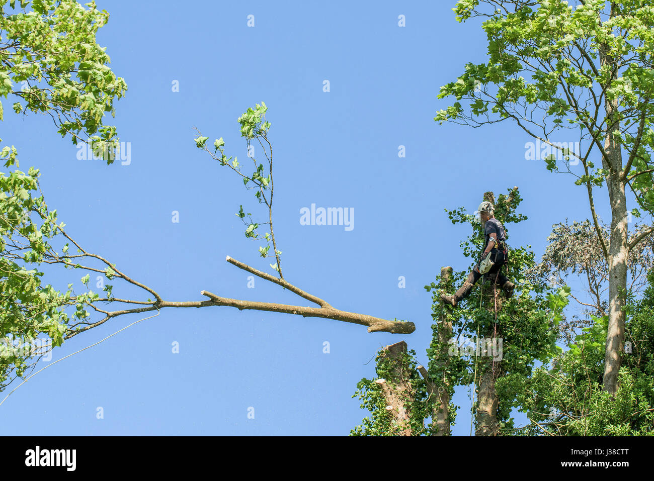 Tree surgeon Arboriculturist Climbing Tree Branches Foliage Rope Ropes Roped Arborist Safety harness Manual worker Protective workwear Stock Photo