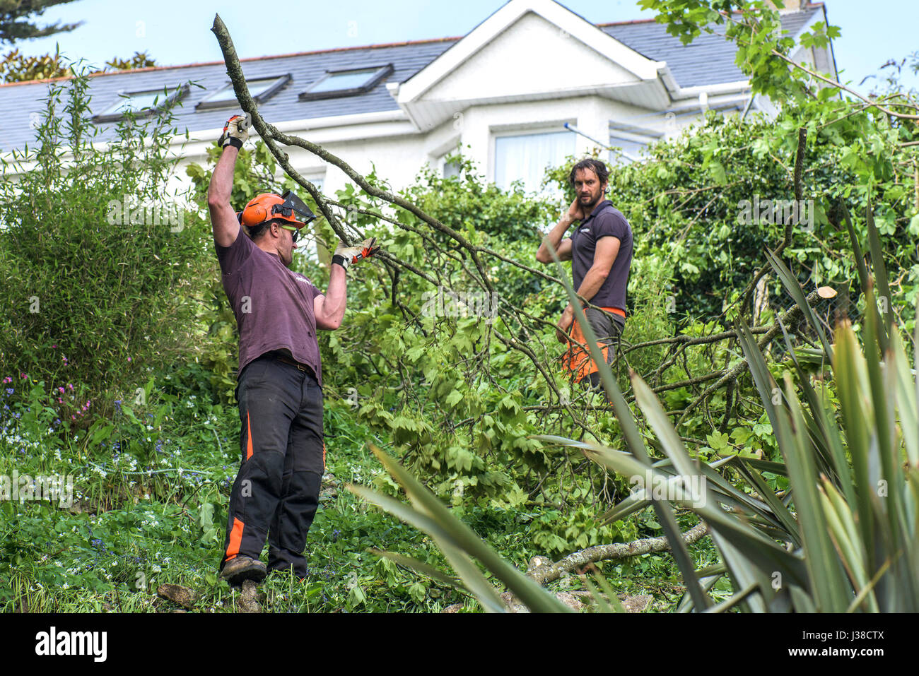 Tree surgeons clearing cut branches Arboriculturists Arborists Tree branches Foliage Manual work Protective workwear Protective equipment Stock Photo