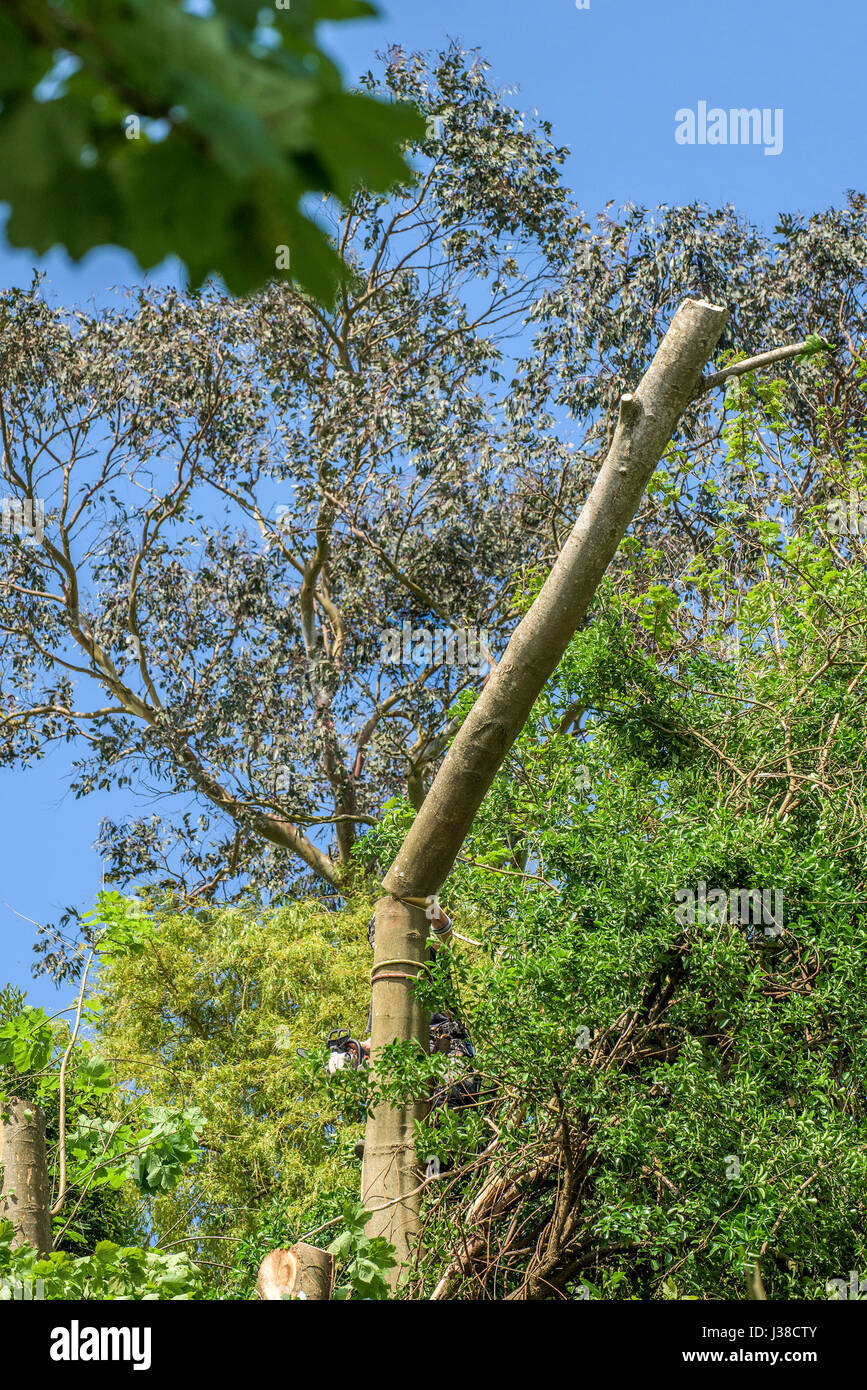 A tree being felled by a tree surgeon Arboriculturist Arborist Tree Branches Foliage Rope Ropes Roped Manual worker Stock Photo