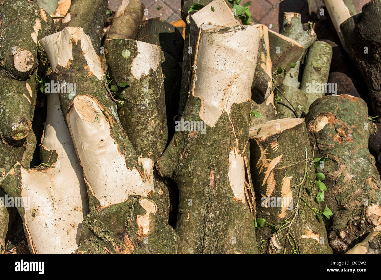 A pile of freshly cut logs Sycamore wood Bark Texture Sawn logs Timber Stack Nobody Stock Photo