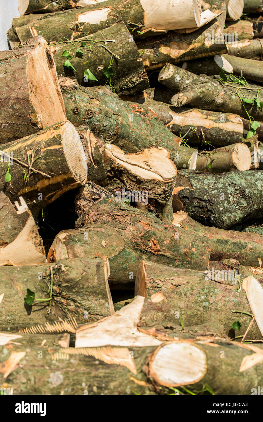 A pile of freshly cut logs Sycamore wood Bark Texture Sawn logs Timber Stack Nobody Stock Photo