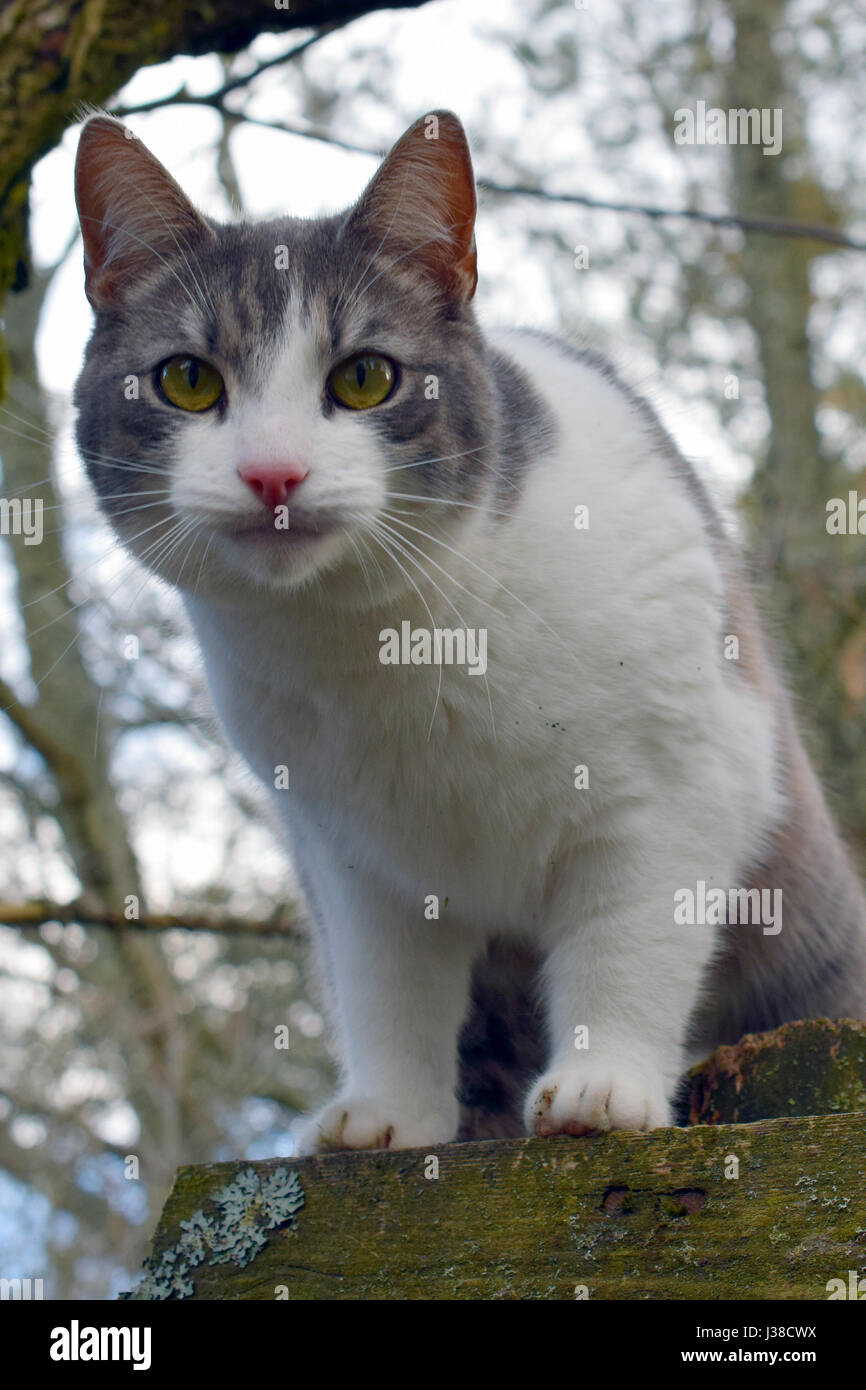 Gray and white domestic cat staring at camera Stock Photo
